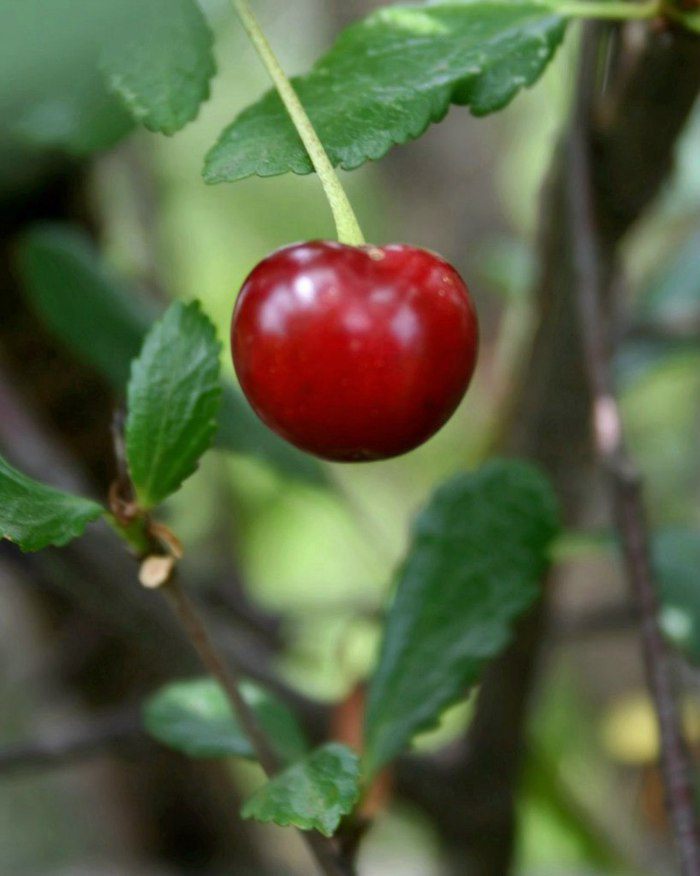 Десерт "Пьяная Вишня"