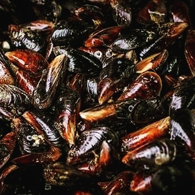 Мидии Черноморские (в створках)