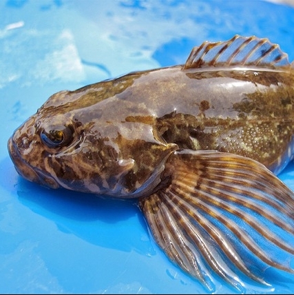 Бычок Черноморский (кнут) 200 г+