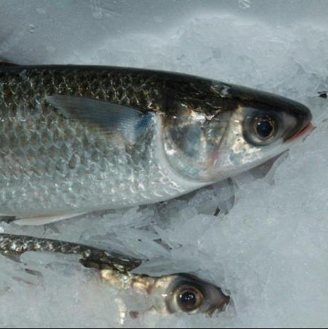 Кефаль Черноморская 160г/200г