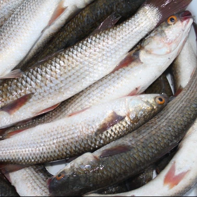 Кефаль Черноморская 250г/300г