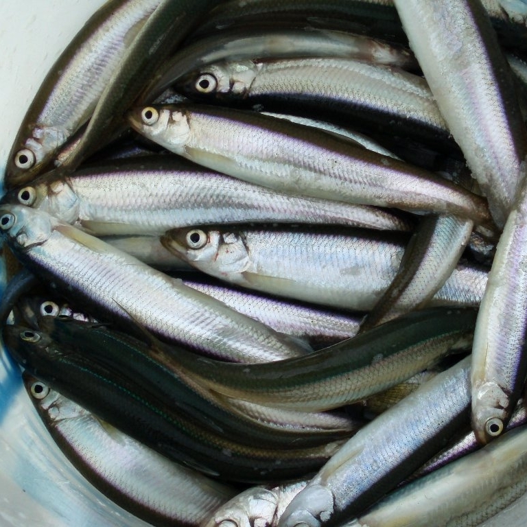 Корюшка с/г с/м 13-20 см 11 кг (Финляндия) 